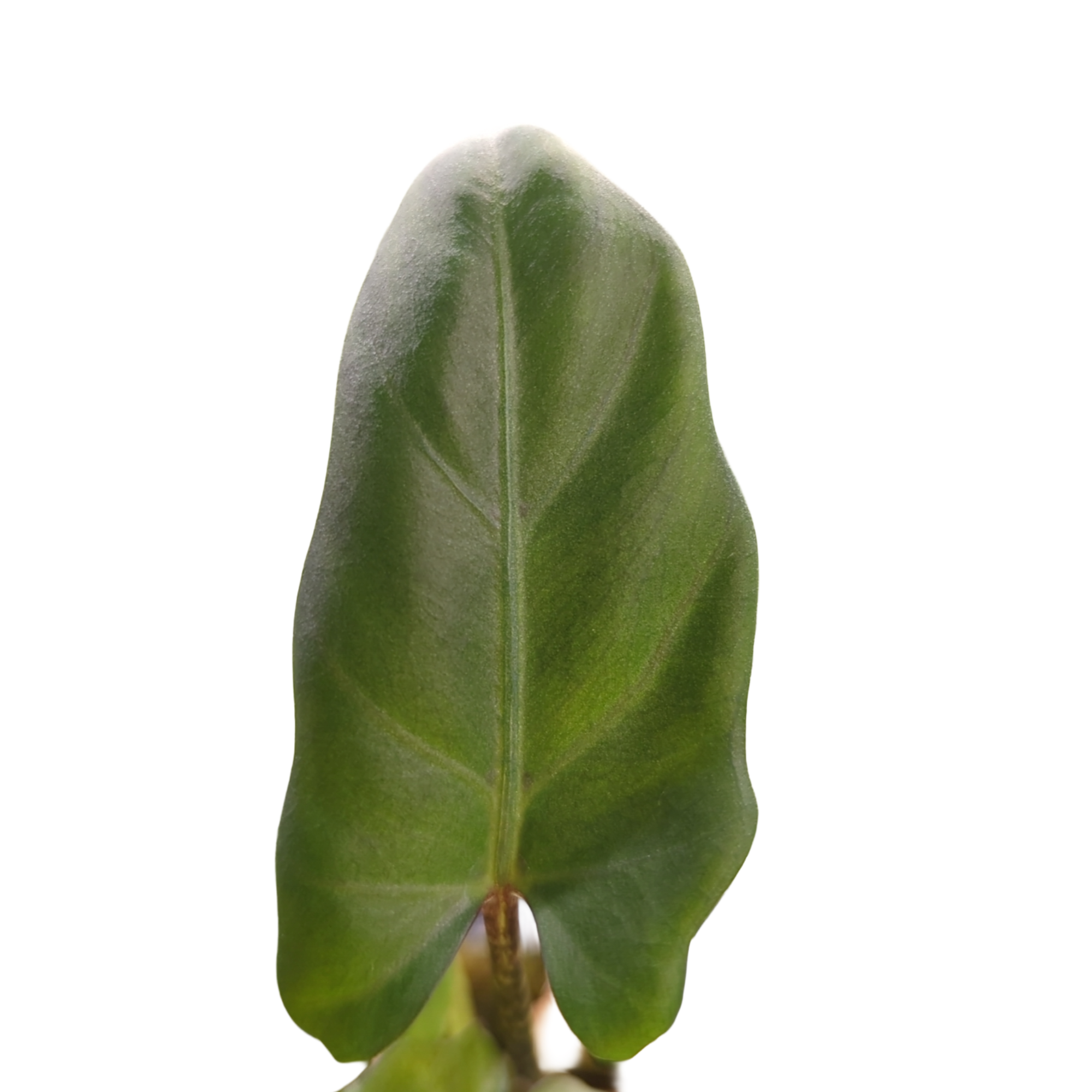 Baby Alocasia lauterbachiana 2